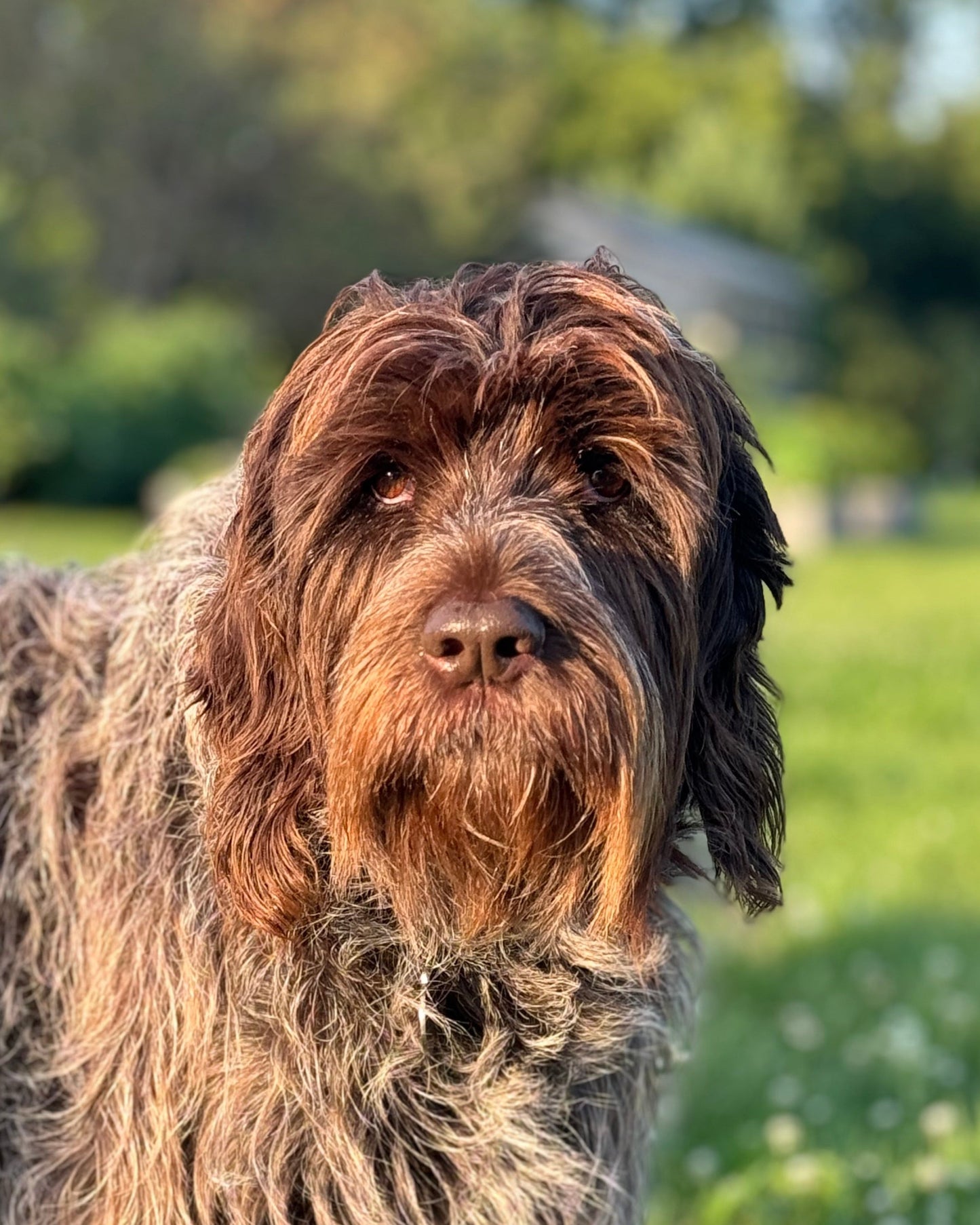Dog with shaggy fur standing on grass